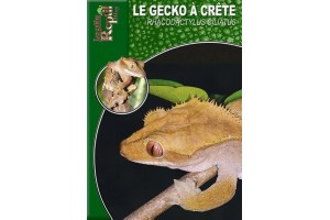 Le Gecko à crête - Rhacodactylus ciliatus Guide Reptilmag